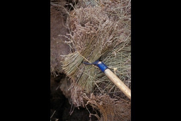 Récolte de la Lavande