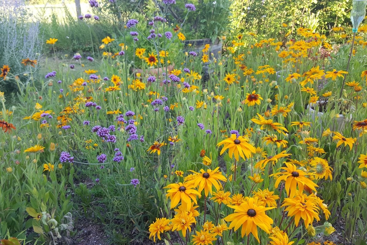 Fleurs du jardin
