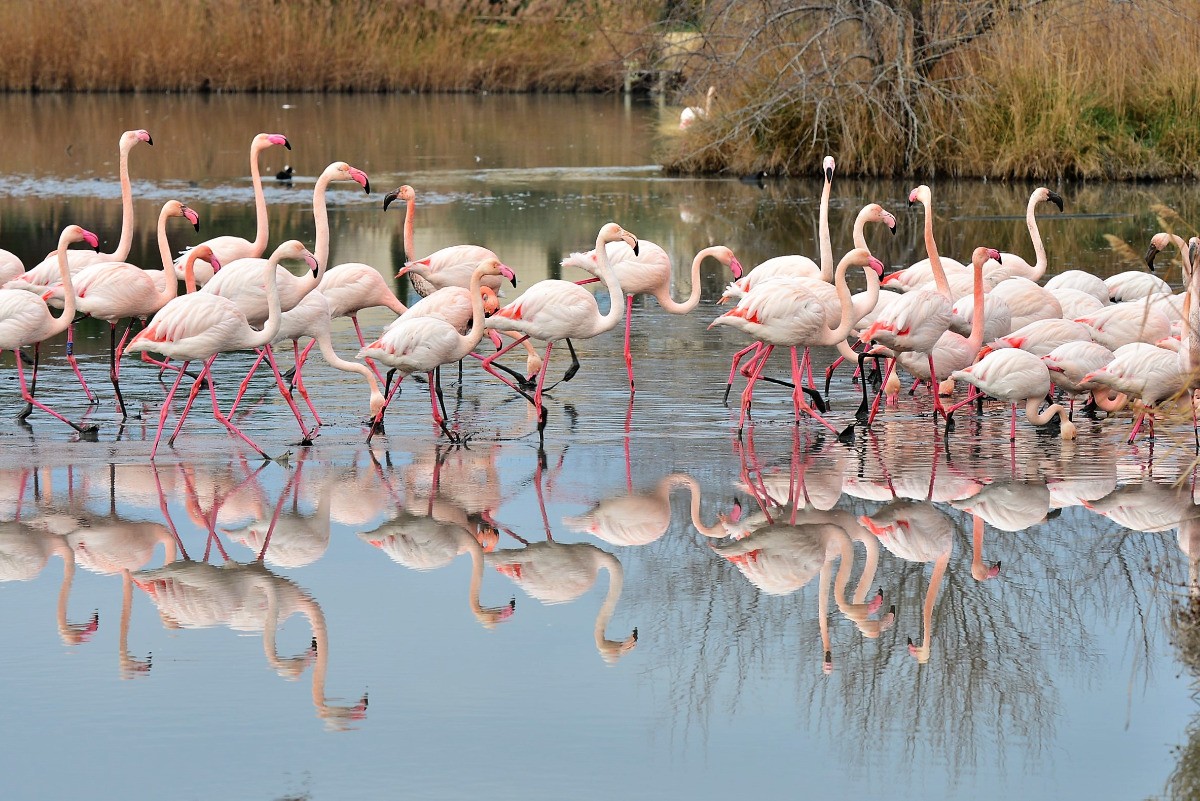 Flamants roses au parc ornithologique