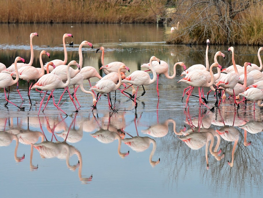 Flamants roses au parc ornithologique