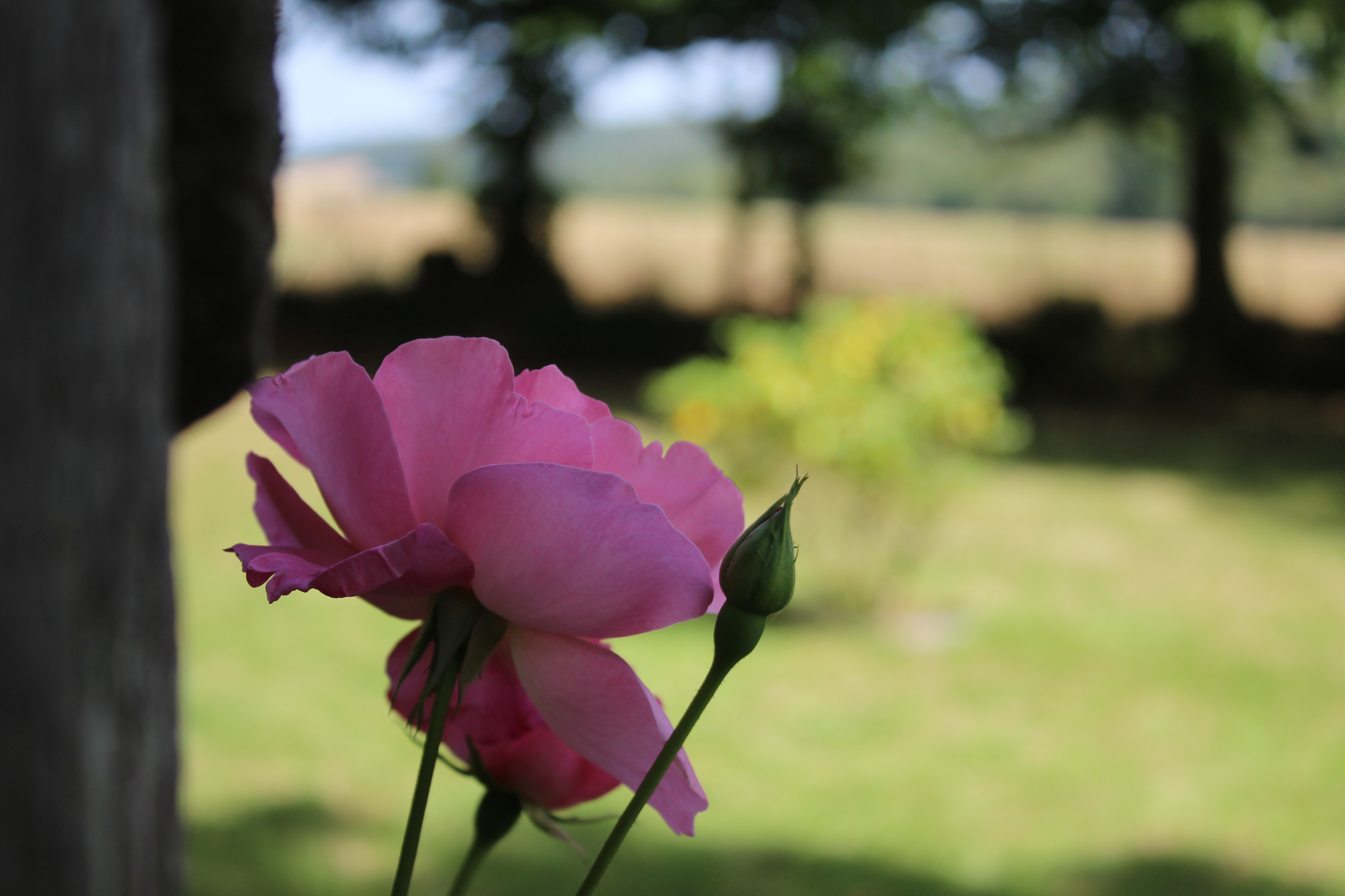 Details of outdoor garden flowers