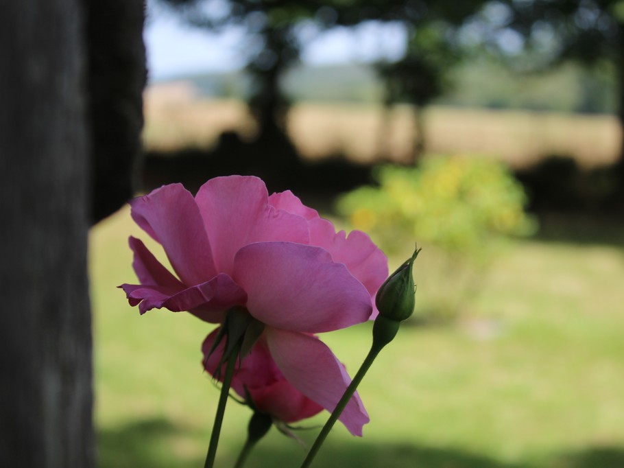 Details of outdoor garden flowers
