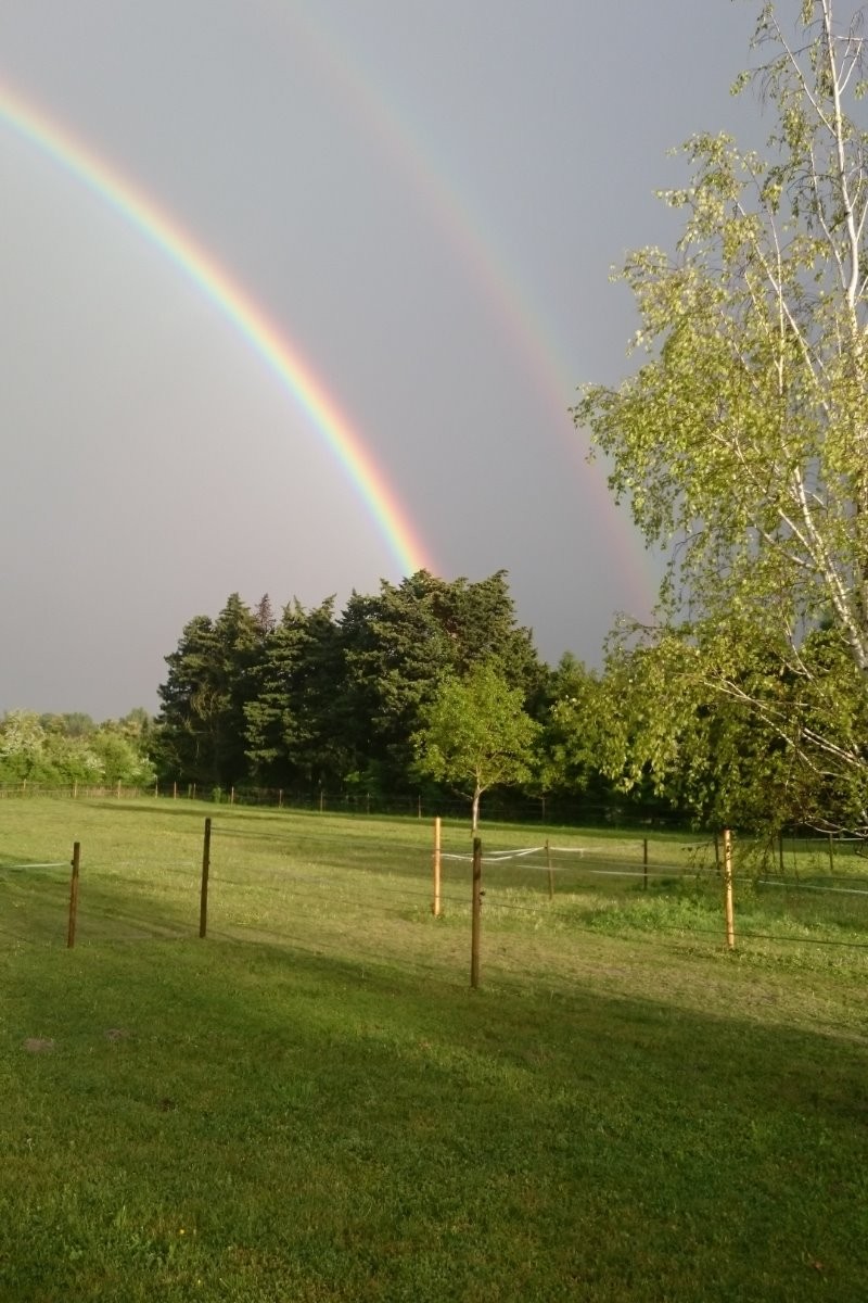 bel arc en ciel sur le pré des chevaux