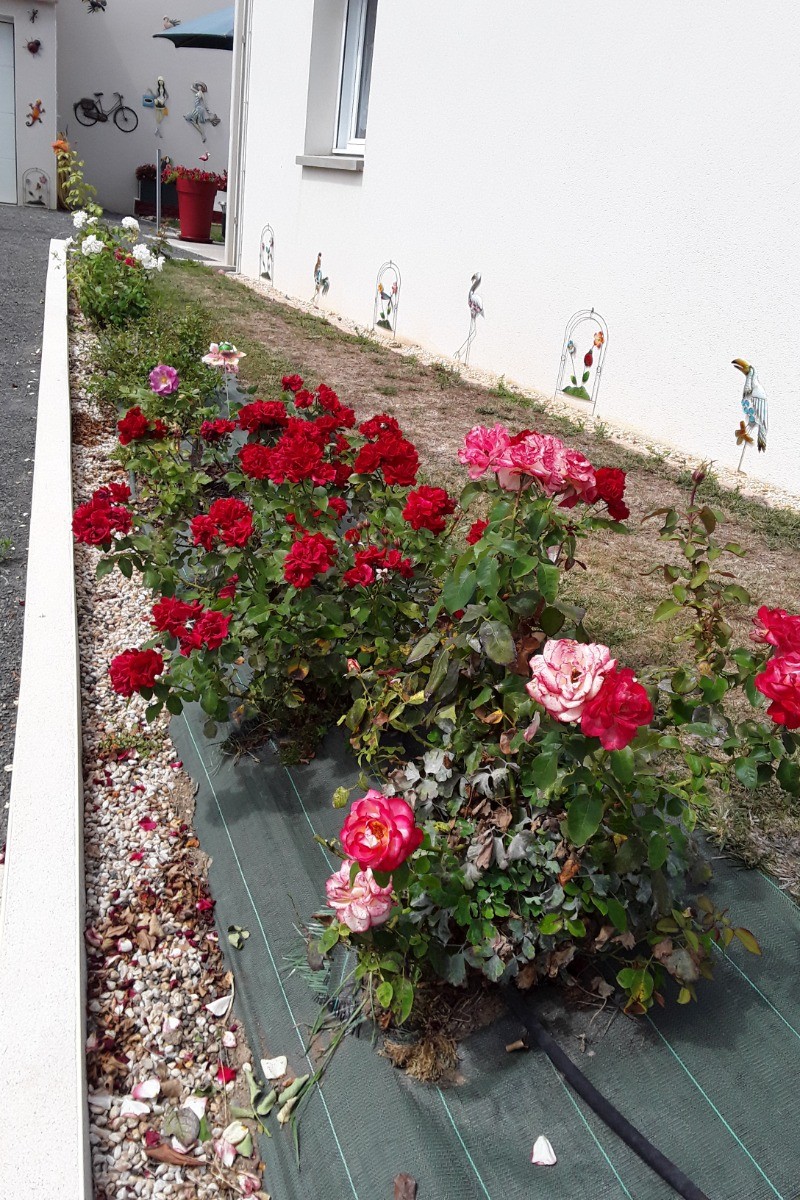 allée rosiers