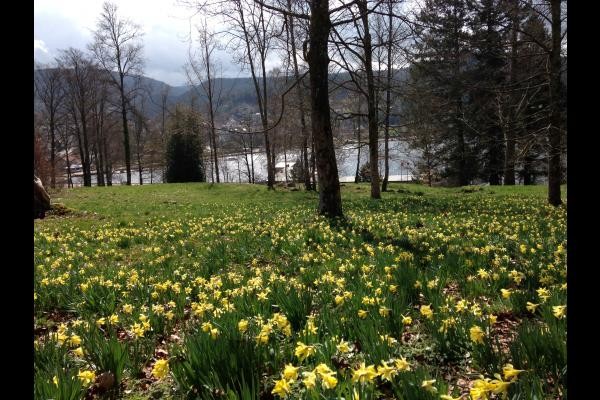 En avril, la neige fait place aux jonquilles