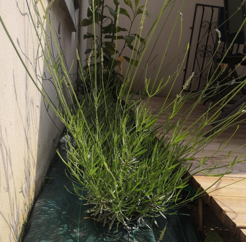 location 6 personnes, Clévacances, Saint-Cast le Guildo, retour de plage, patio