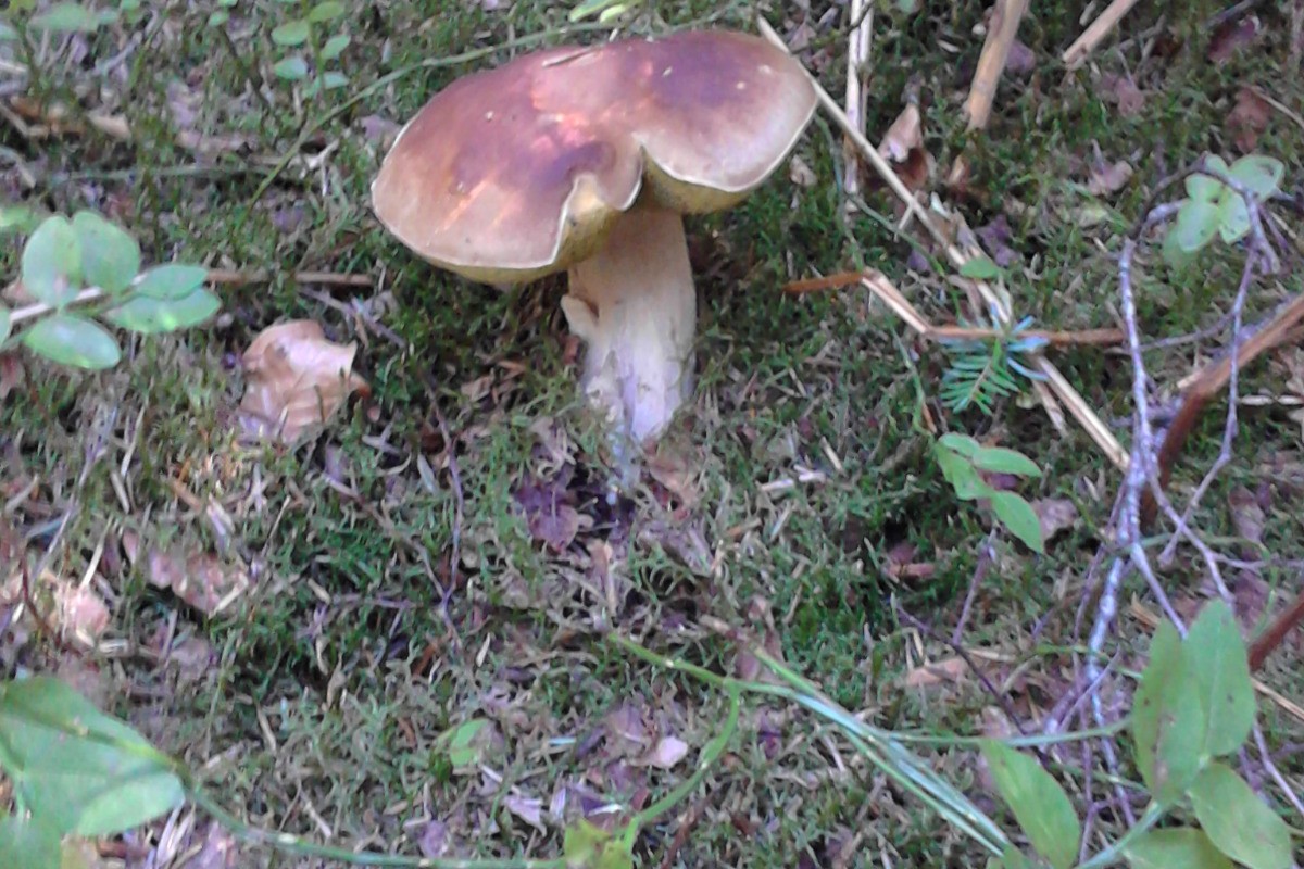 Promenade en foret