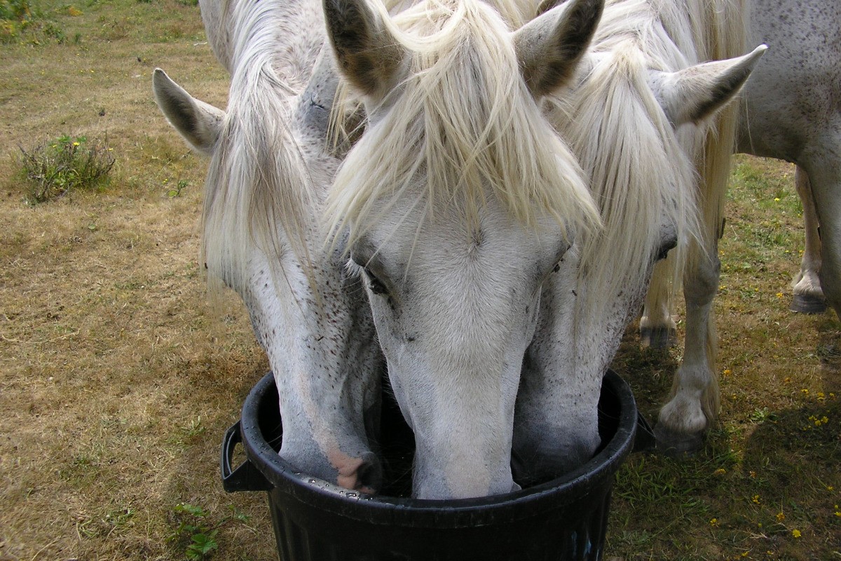 nos chevaux !!