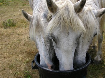 nos chevaux !!