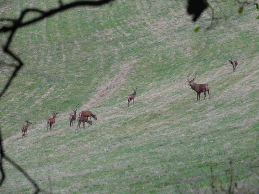 periode du brame mi septembre à mi octobre