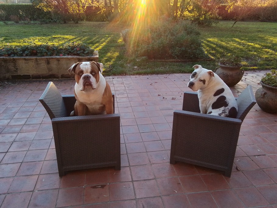 nos amis à quatre pattes