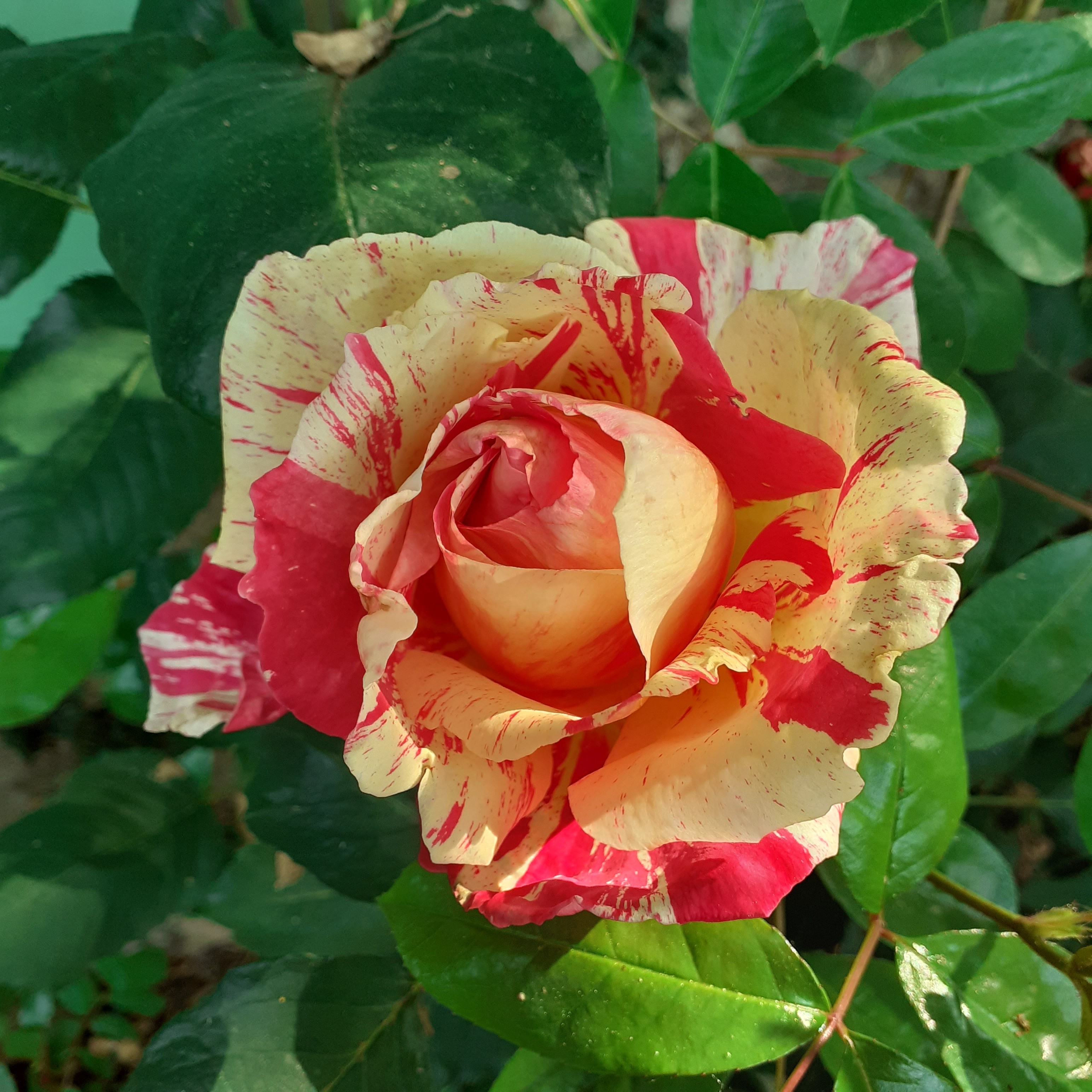 au jardin de BrAd en Brière