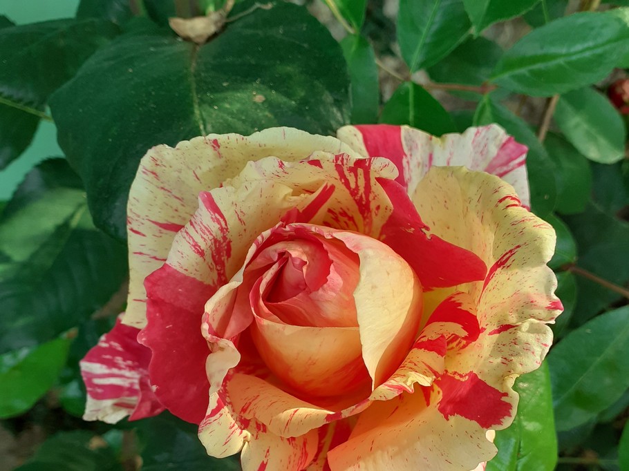 au jardin de BrAd en Brière