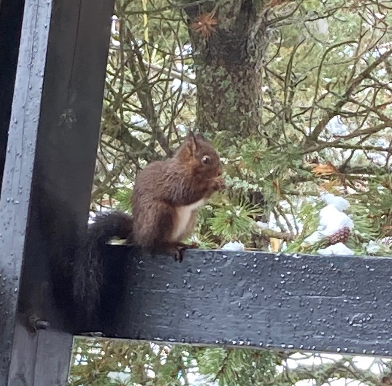 L'HIVER DERNIER VU DU SALON