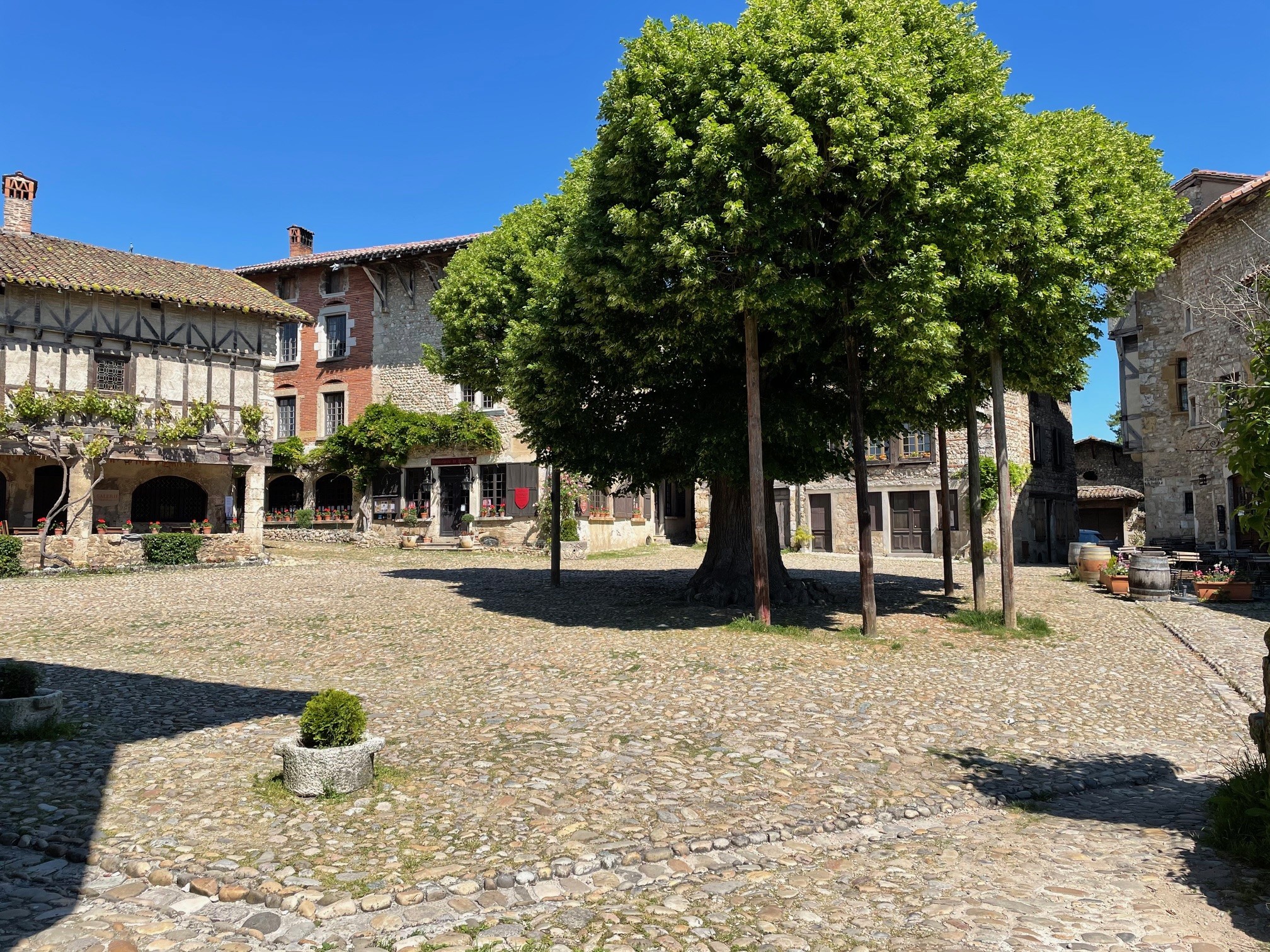 Tilleul de la place centrale de Pérouges