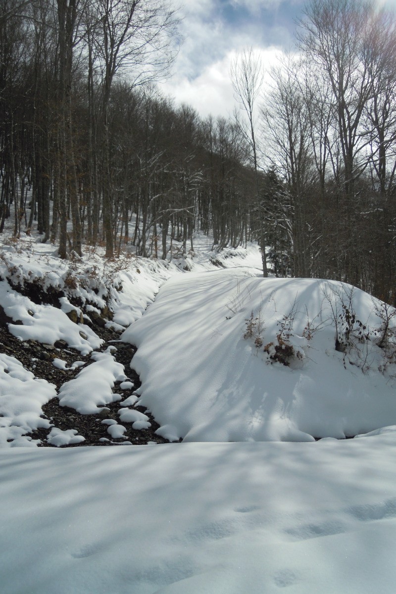 Bareges - Foret du Lienz