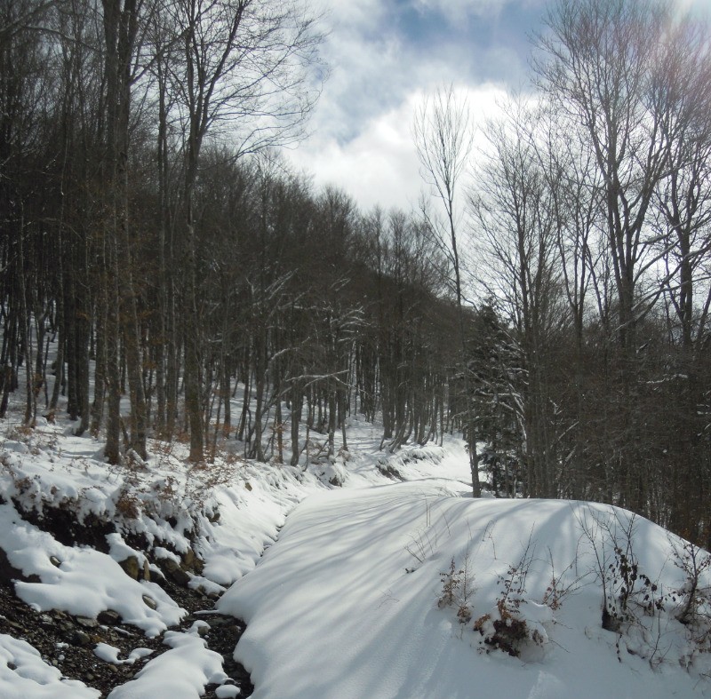 Bareges - Foret du Lienz