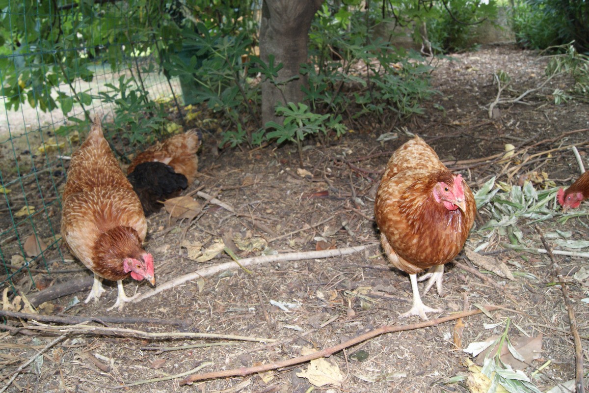 Les poules pour recycler les déchets alimentaires et ramasser des bons œufs.