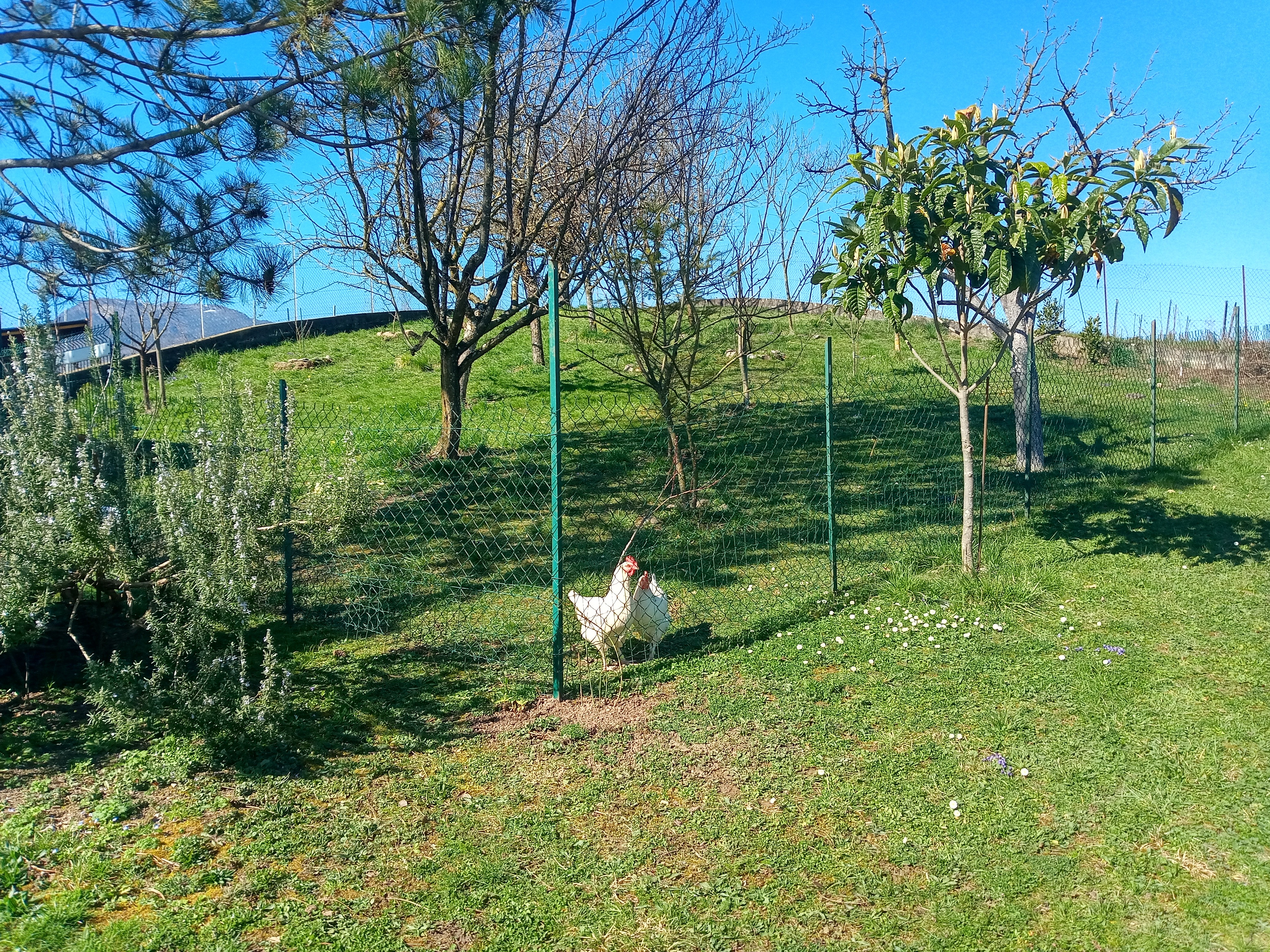The 2 hens pecking in the orchard