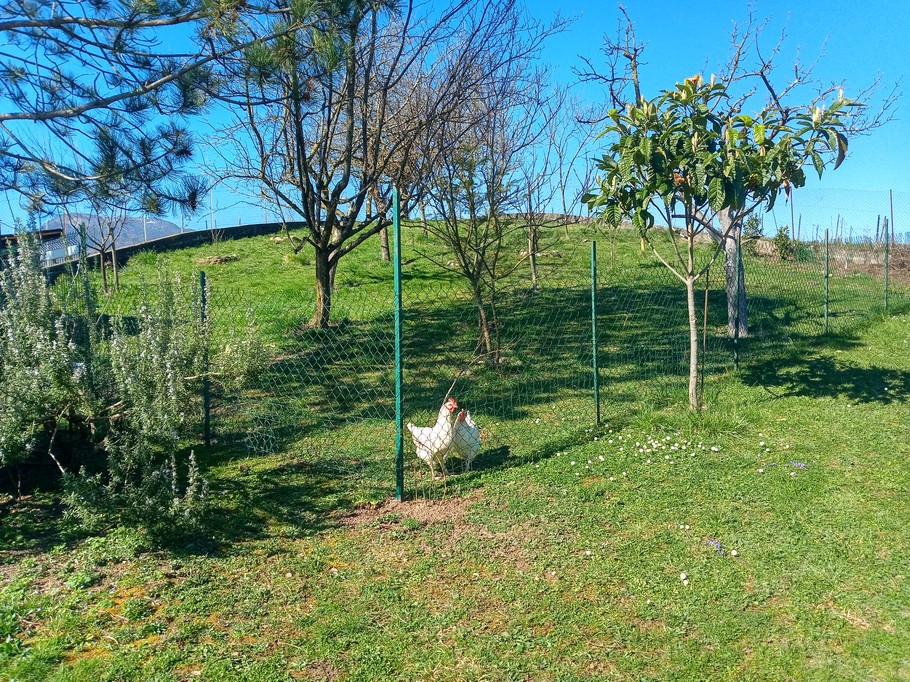 The 2 hens pecking in the orchard
