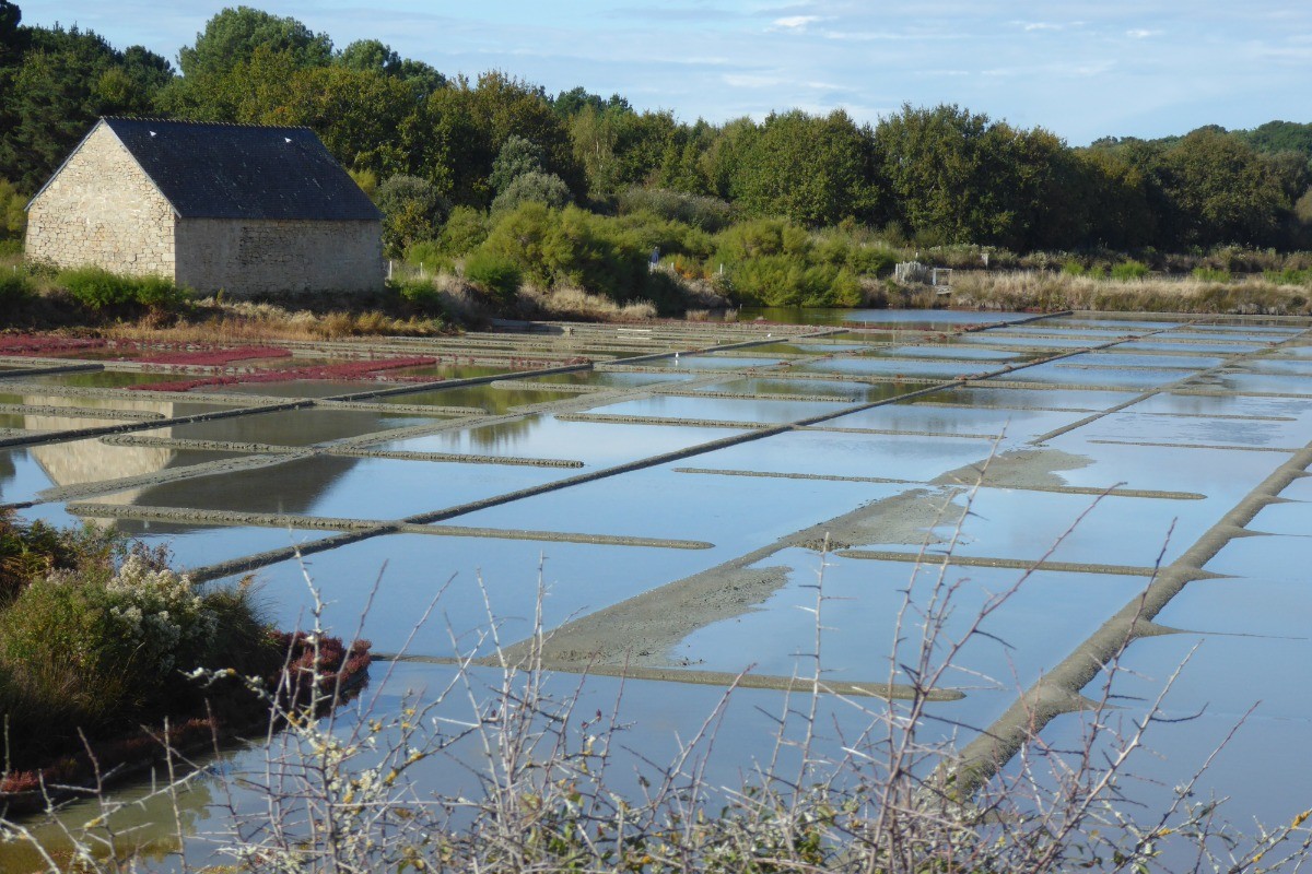 la saline (chemin côtier)