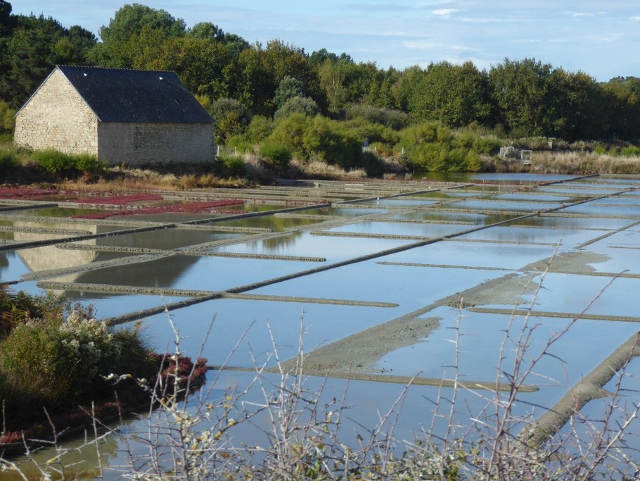la saline (chemin côtier)
