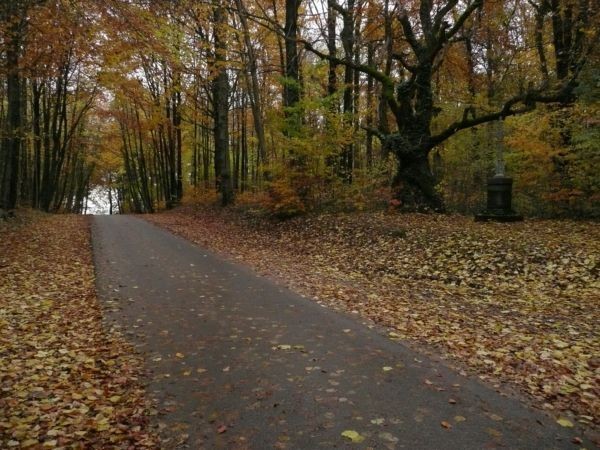 Route d'automne