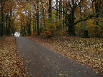 Route d'automne