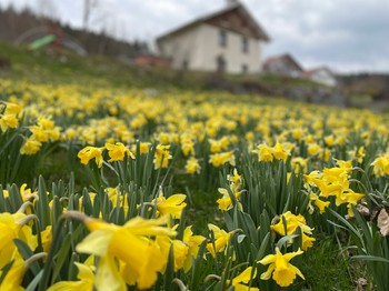 A field of wild daffodils is flourishing in our garden every spring