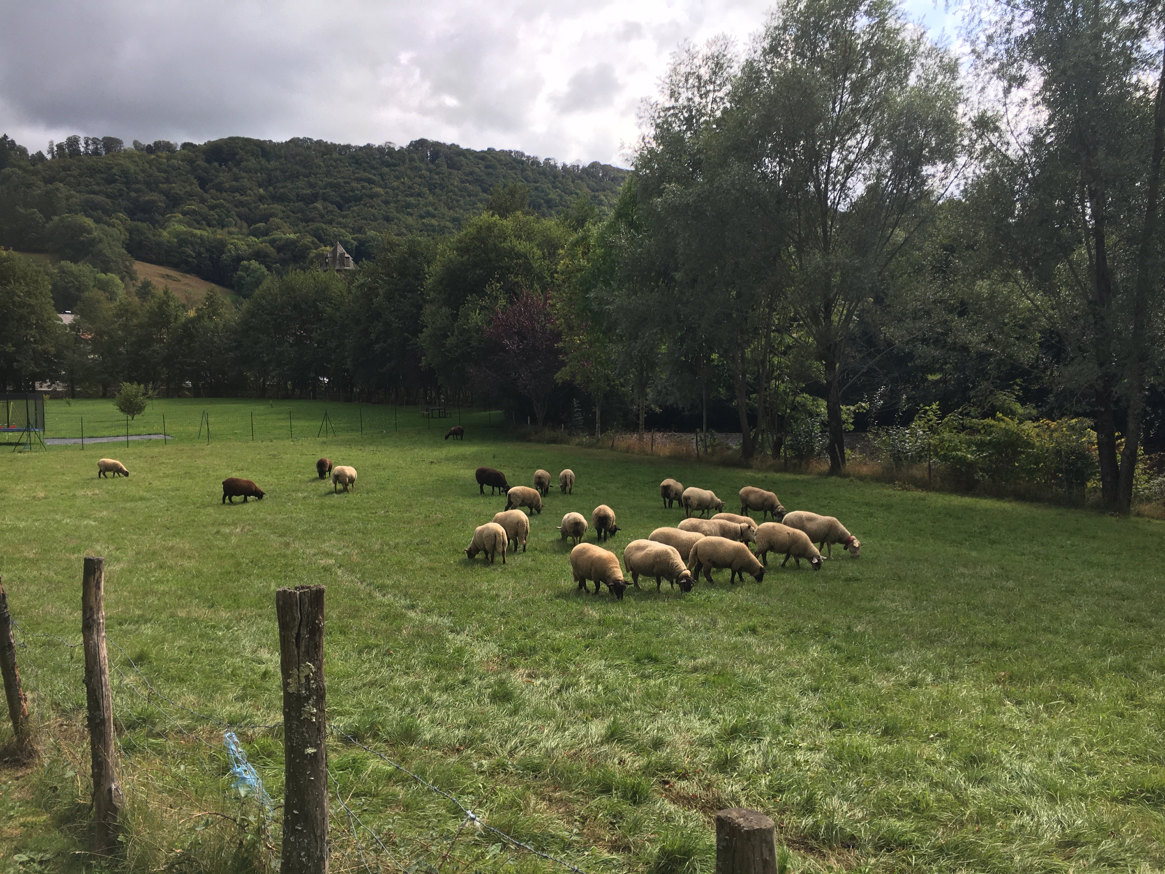 "Moutons paisibles dans le parc arboré de la maison Mirabel, offrant un cadre bucolique et authentique dans le Cantal