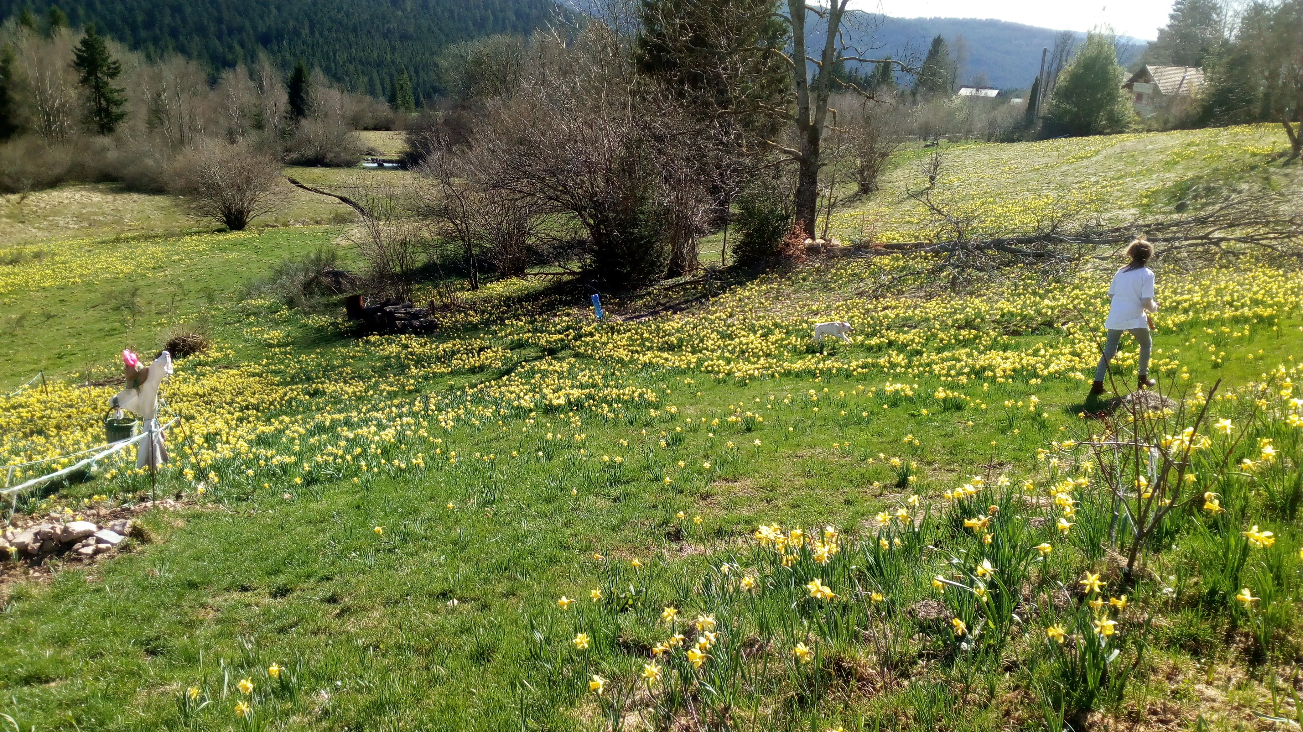Fields of daffodils