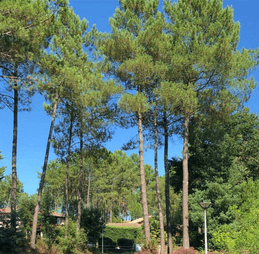 Vue quartier - Forêt - Pins - Calme - Impasse - La Pinède Guesthouse - Gîte - Vielle-Saint-Girons - Landes -
Crédit photo : Céline