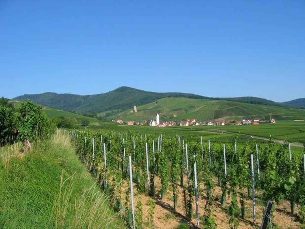 Vue sur Katzenthal