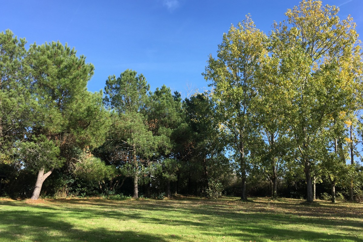 Grand terrain arboré