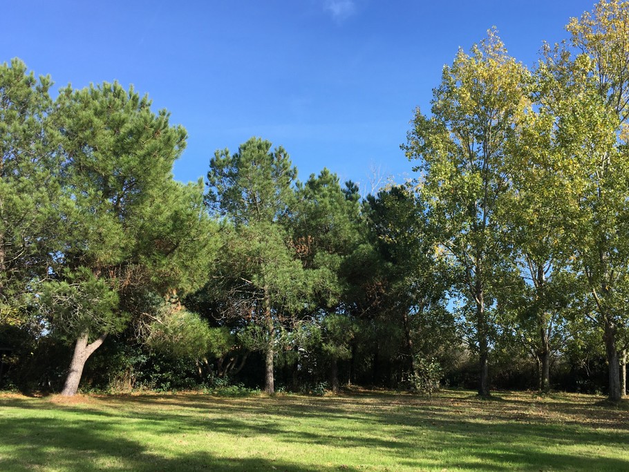 Grand terrain arboré