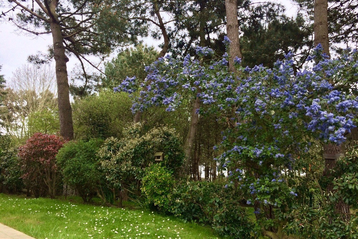 Notre jardin avec vue sur la pinède