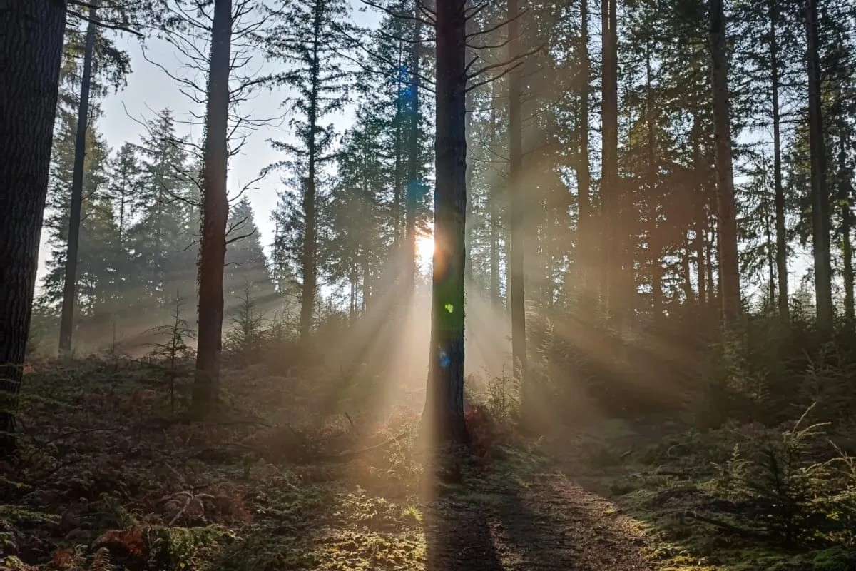Forêt d'Avaugour à 14km