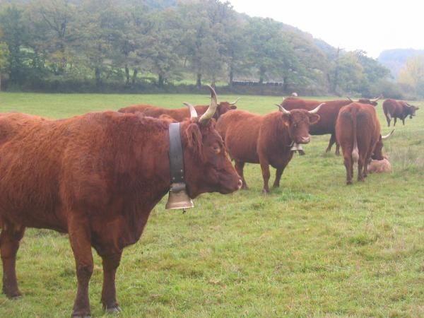 vaches salers