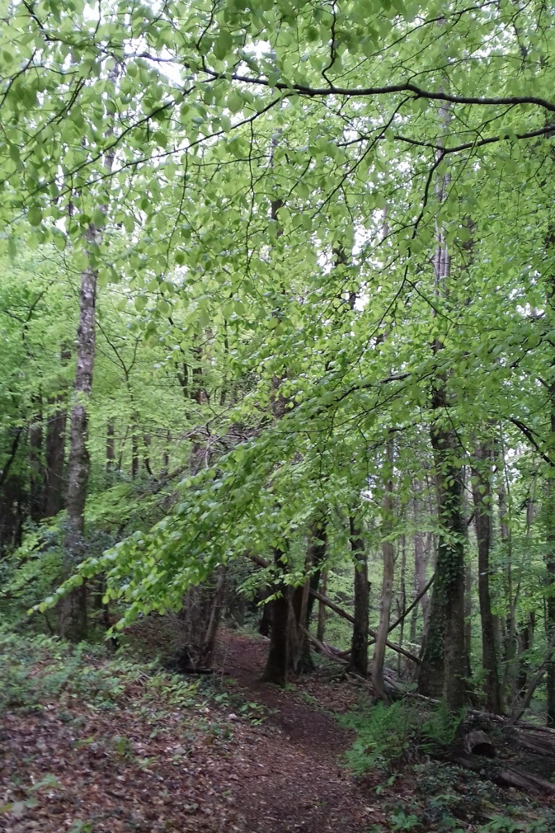 bois près du gîte