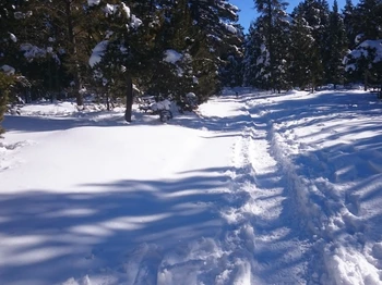 Sentier raquettes autour de Font-Romeu