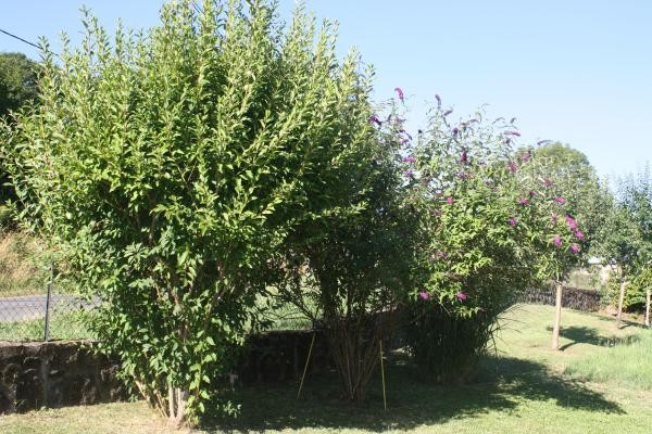 Enclos de 1000 m2 entièrement clôturé et arboré