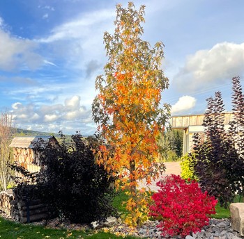 Nature cottage Vosges