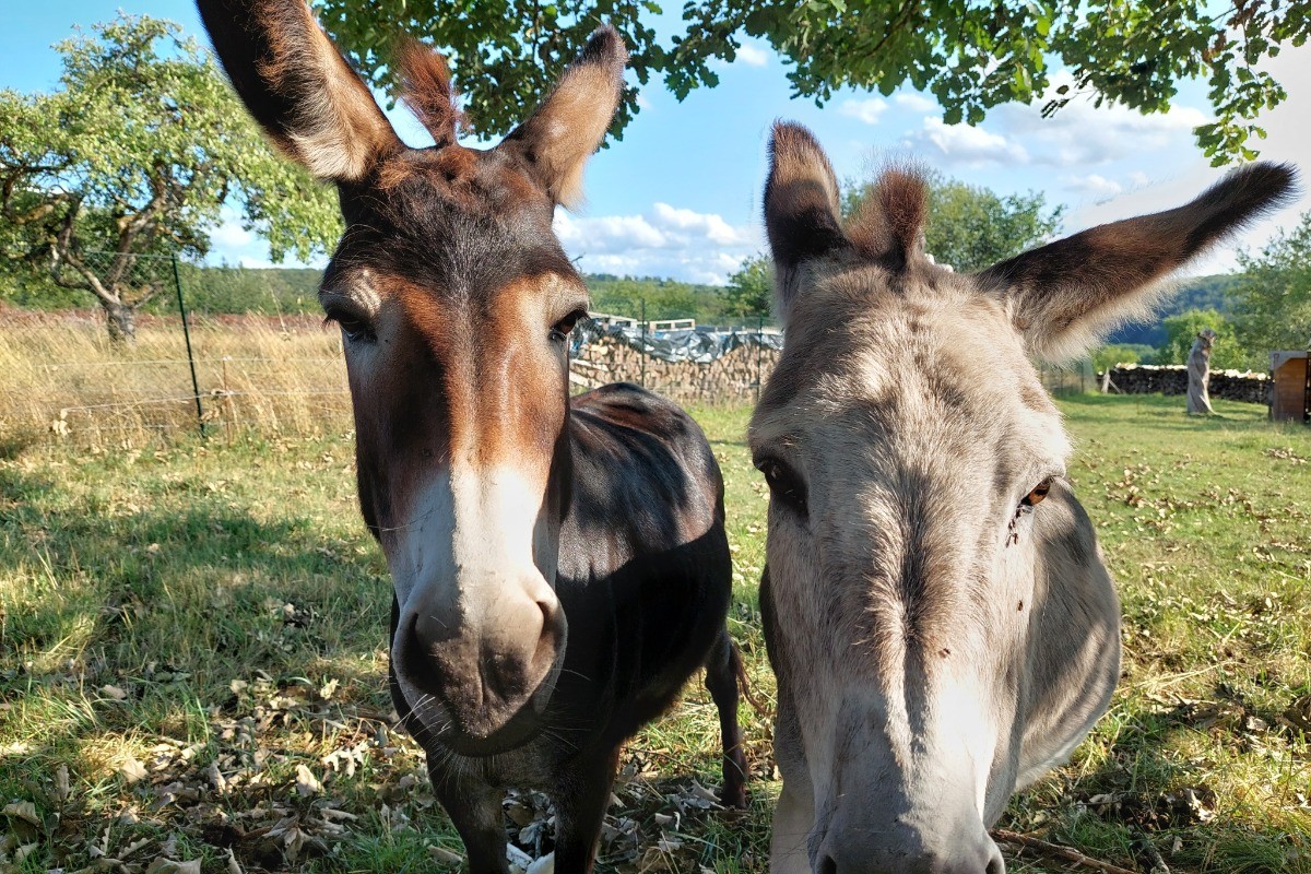 Mambo et Izarra, nos 2 fidèles compagnons