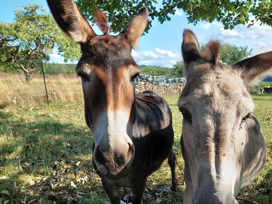 Mambo et Izarra, nos 2 fidèles compagnons