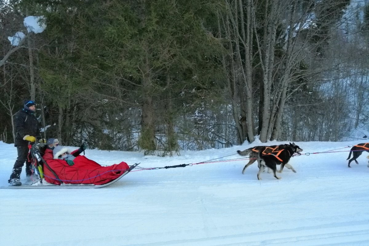 Chiens de traineaux