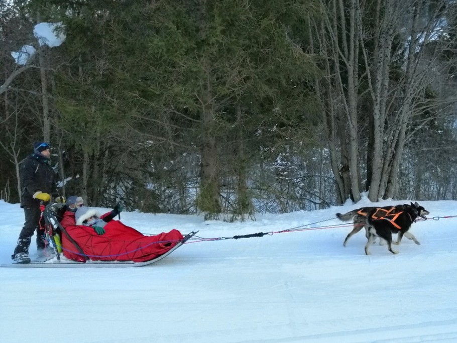 Chiens de traineaux