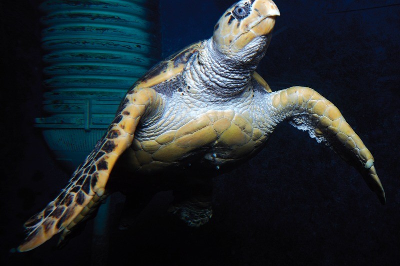 Tortue géante au Grand Aquarium de Saint-Malo
Crédits photo : Grand Aquarium de Saint-Malo