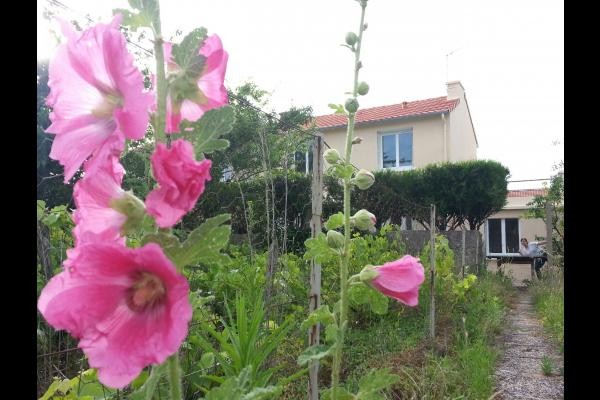 De nombreuses roses trémières bordent le terrain à l’arrière