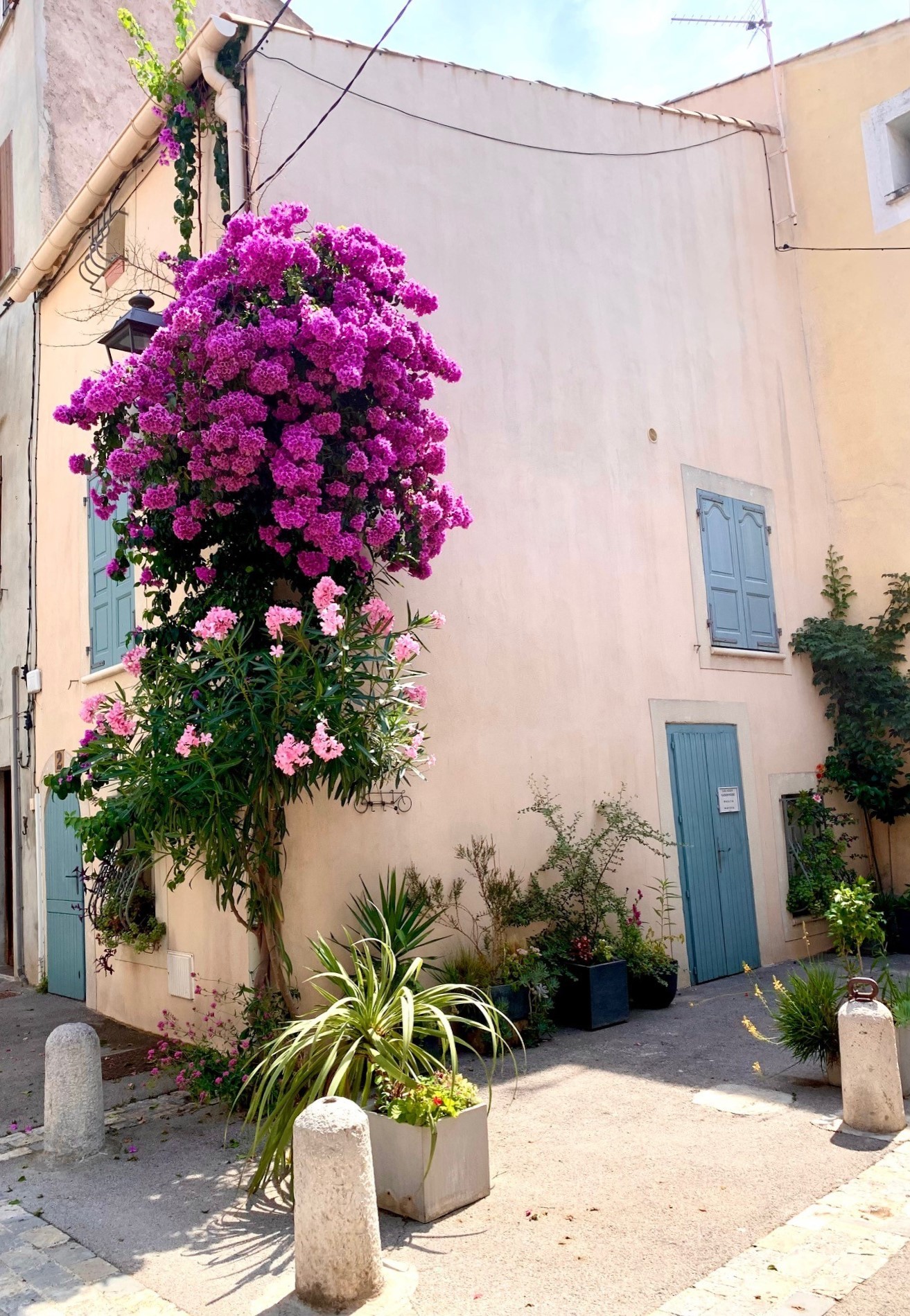 BOUGAINVILLIE EN FACADE