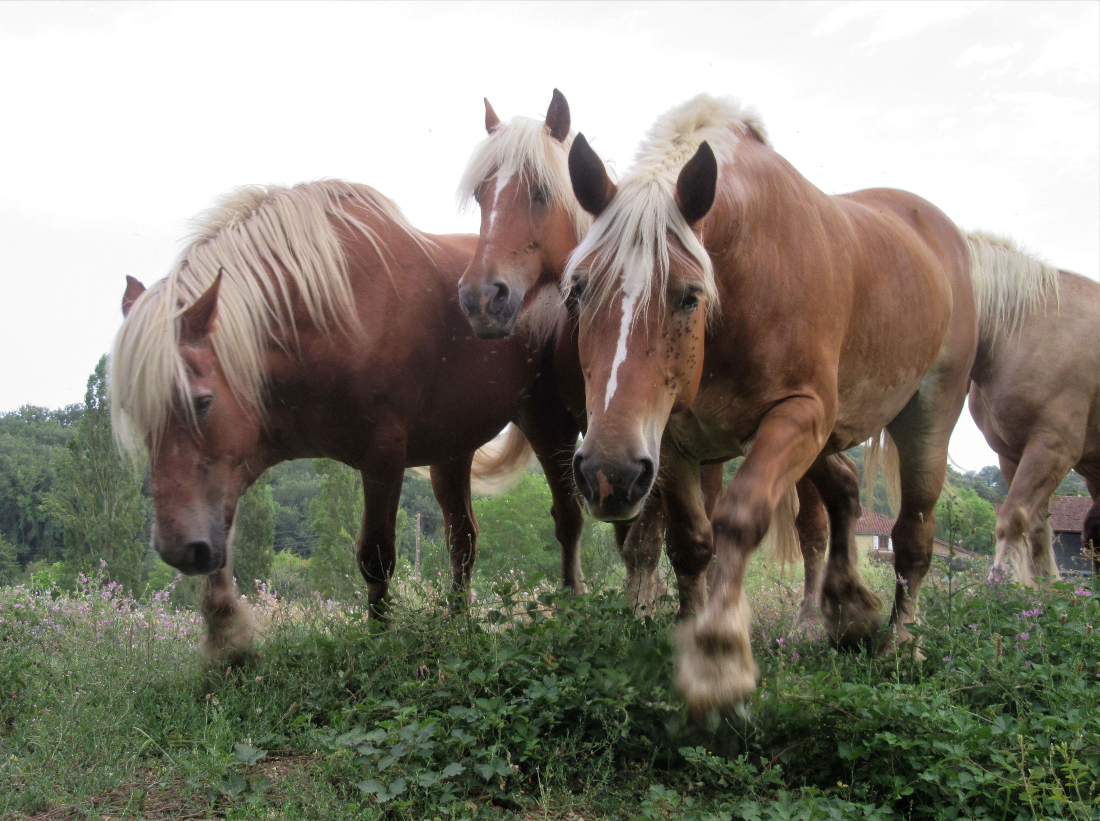 Les chevaux de trait